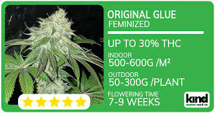 The Ultimate Guide to Cannabis Seeds Colorado The Ultimate Guide to Cannabis Seeds Colorado