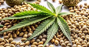 The Ultimate Guide to Cannabis Seeds Colorado The Ultimate Guide to Cannabis Seeds Colorado