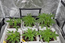 The Ultimate Guide to Cannabis Seeds Colorado The Ultimate Guide to Cannabis Seeds Colorado