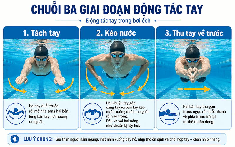Động tác tay bơi ếch gồm tách tay, kéo nước, thu tay và duỗi trở lại tư thế thuôn dòng.